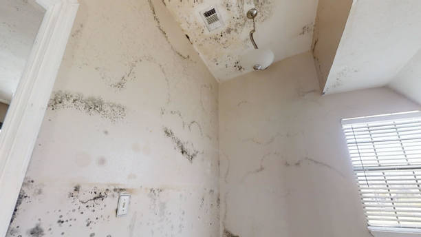 Helena, MT Mold Removal Company