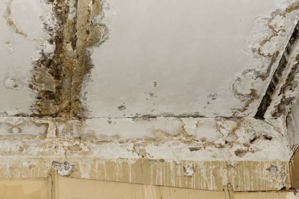 Best Residential Mold Inspection & Testing  in Helena, MT
