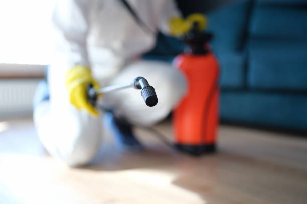 Best Black Mold Removal  in Helena, MT