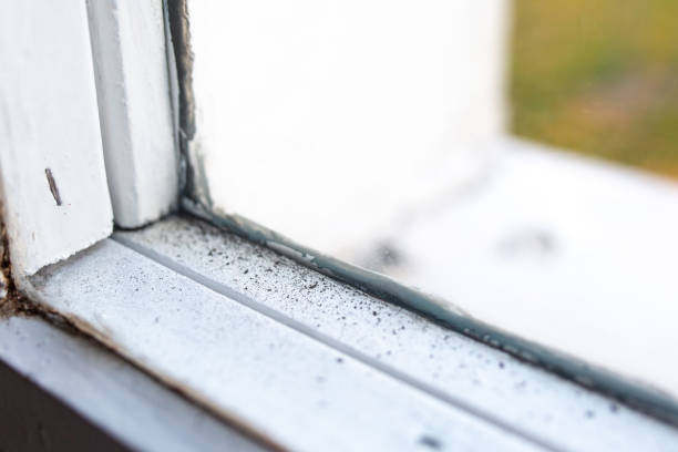 Best Commercial Mold Inspection  in Helena, MT