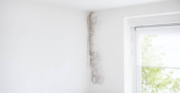 Best Mold Remediation for Healthcare Facilities  in Helena, MT