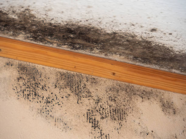 Best HVAC Mold Inspection and Cleaning  in Helena, MT