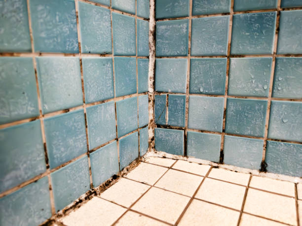 Best Forensic Mold Investigation  in Helena, MT