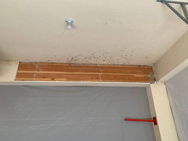 Best Water Damage & Mold Remediation  in Helena, MT