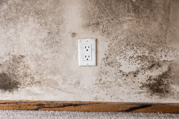 Best Post-Construction Mold Inspection  in Helena, MT