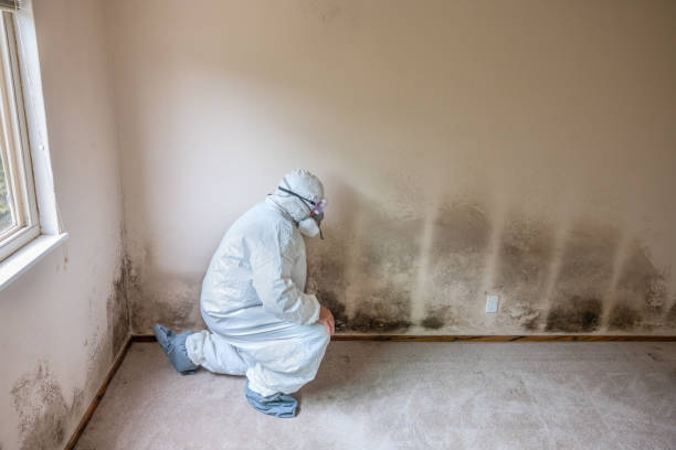 Best Asbestos and Lead Testing During Mold Inspection  in Helena, MT