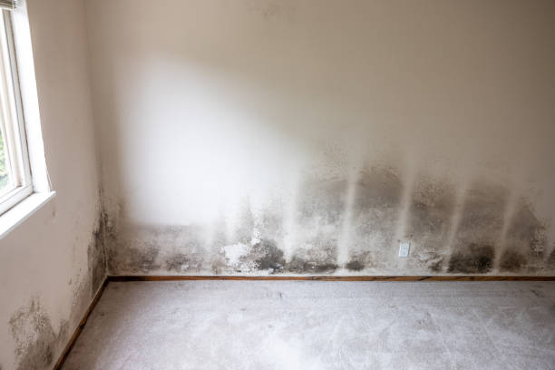 Best Mold-Related Health Consultation  in Helena, MT