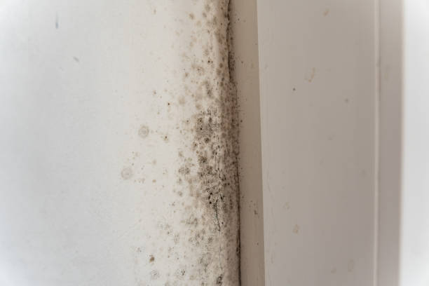 Best Post-Remediation Verification Testing  in Helena, MT