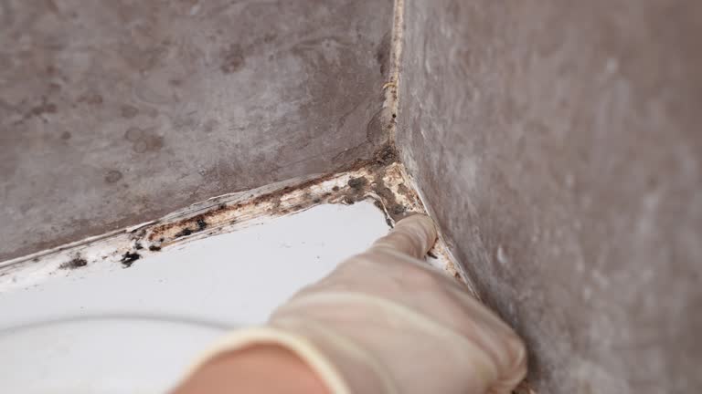 Best Mold Odor Removal Services  in Helena, MT